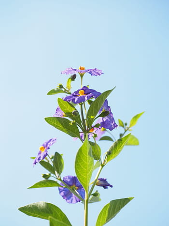 květ, fialový, keř, nachový, modrá fialová, lycianthes rantonnetii, solanum rantonnetii, lycianthes, nachtschattengewächs, solanaceae, okrasné rostliny