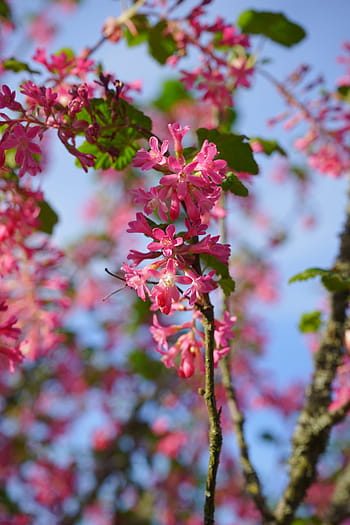krevní rybíz, květ, Červené, ribes sanguineum, rybíz, žebra, angrešt skleníku, grossulariaceae, okrasný keř, keř