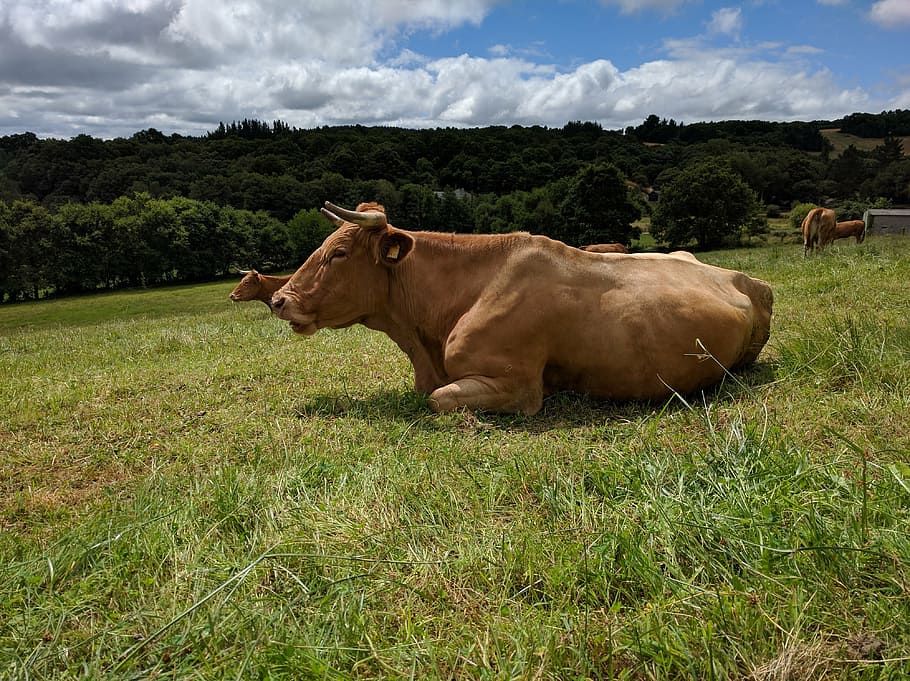 cow, prado, prairie