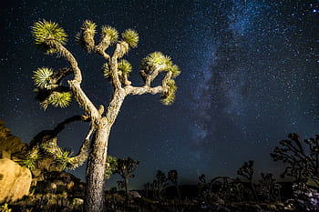green, leafed, plant, sky, full, stars, joshua, tree, mikly, way, desert
