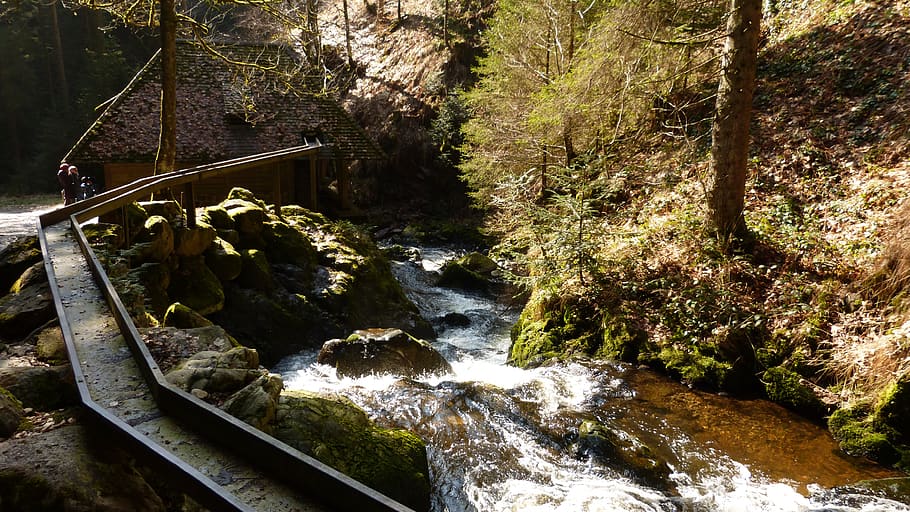 black forest, gully, ravenna gorge, forest