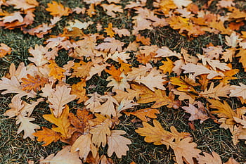 秋、 散歩、 犬、 葉、 自然、 黄色、 季節、 オレンジ色、 屋外、 10月、 森林