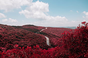 gray, road, surrounded, red, flowering trees, close, leaf, trees, flowers, plants, leaves