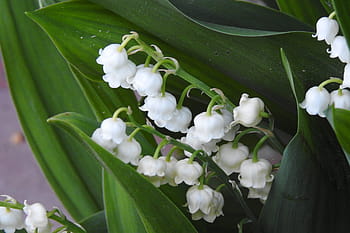 konwalie, may, flowering, spring, nature, flowers, plant, white lilies of the valley, flower, a garden plant, spring flowers