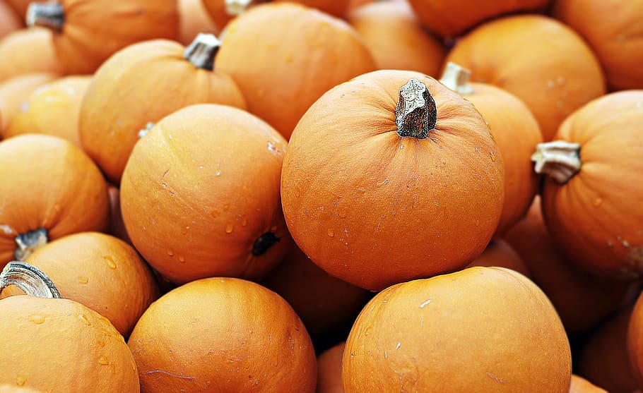 pumpkin, autumn, food, fruit, harvest, halloween, vegetables, choose, eat, autumn fruits, nature