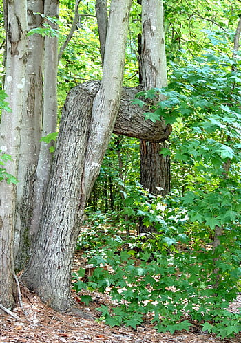 crooked tree, horizontal trunk, anomaly, wood, forest, knotted, outdoors, twig, twisted, bark, bent