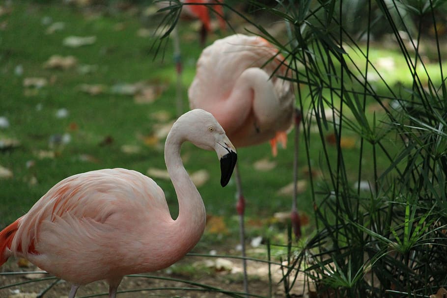 flamingo, wildlife, pink, caribbean, beautiful, bird, flamingos, neck, leg, head, africa