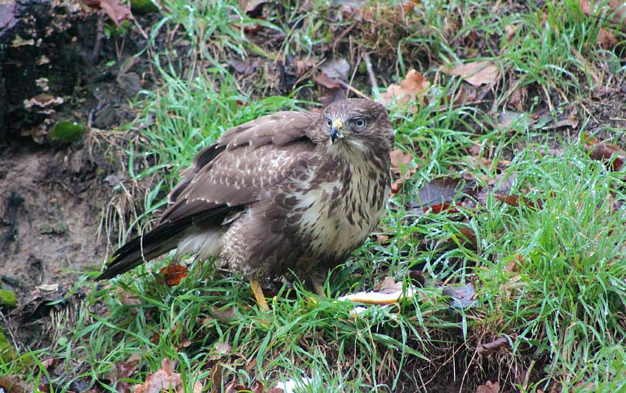 hawk, falcon, common buzzard, buzzard, bird of prey, bird, predator, animal world, hunter, bird flu, carnivores