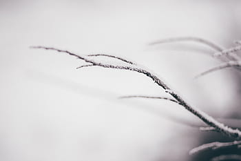 strom, větev, sníh, zimní, Studený, počasí