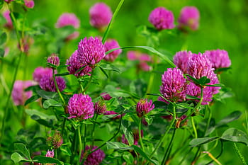 pink petaled flowers, klee, blossom, bloom, purple, red clover, trifolium pratense, plant, fodder plant, pointed flower, wild flower