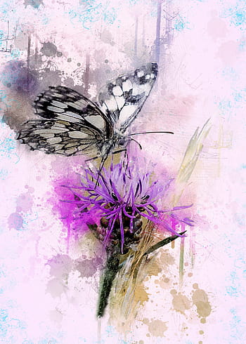 marbled, white, butterfly, purple, petaled flower oil painting, chess board, macro, knapweed, close, insect, nature