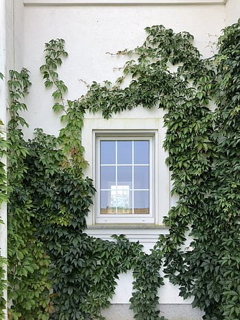 ivy, vines, wall of the house, window, foliage, green, leaf, plants, leaves, spring, natural