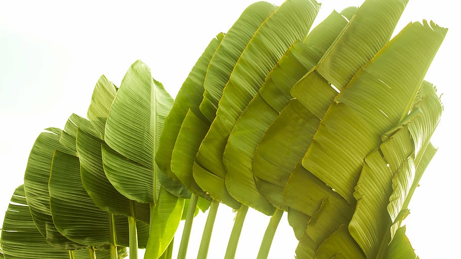 palm tree, brazil, green