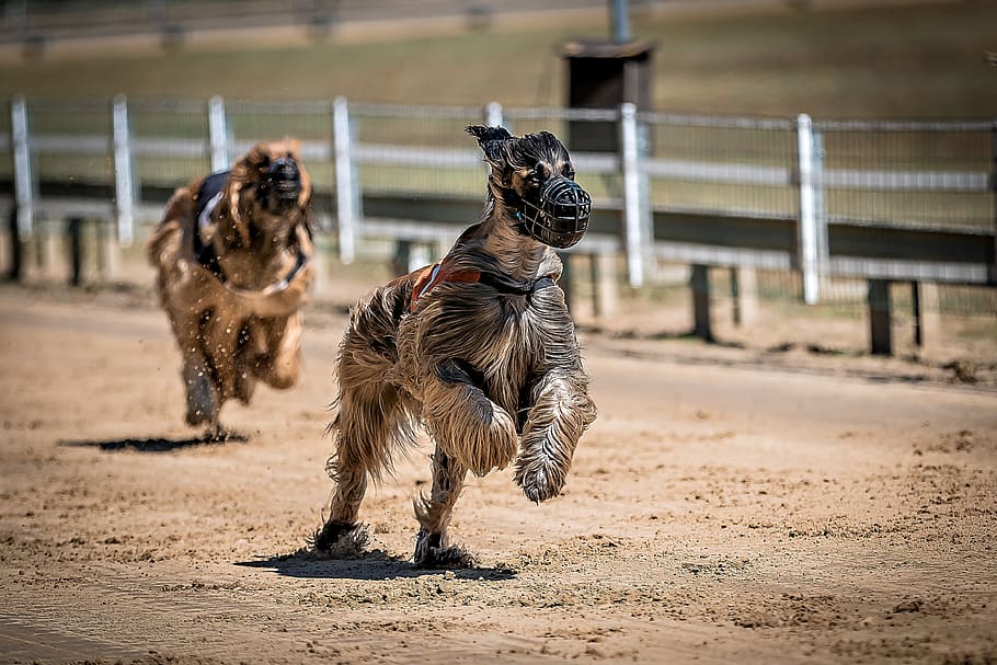 dog racing, greyhounds, dog, race, hunt, racecourse, sport, hundesport, pet, dog portrait, greyhound racing