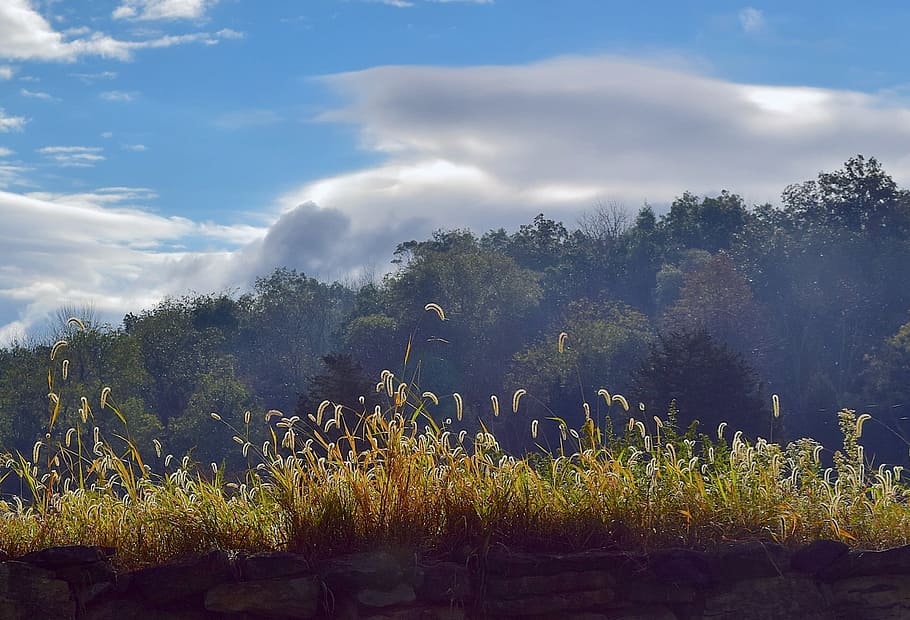 morning, stone wall, sunlight, stone, wall, summer, weeds, grass, wild, glowing, outdoors
