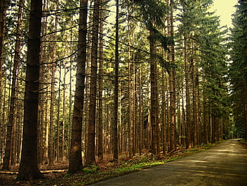 krajina záběr, stromy, silnice, během dne, krajina, výstřel, les, jedle, jedle les, jehličnatého lesa, jehličnany