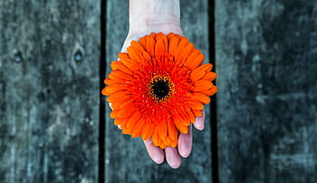 person, holding, orange, sunflowert, hand, palm, wood, flower, petal, nature, gerbera Daisy