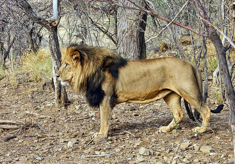 野生動物の写真、 ライオン、 treesa、 男性、 ナミビア、 野生動物、 動物、 哺乳動物、 捕食者、 猫、 たてがみ