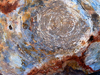 Petrified Wood, Colorful, Opal, opal wood, fossil wood, silicified wood, wood opal, petrified forest national park, arizona, usa, nature