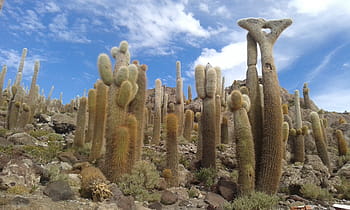 kaktus, Bolívie, uyuni, Příroda, ostrov, plat, incahuasi, cestovní ruch, růst, kaktus saguaro, nikdo