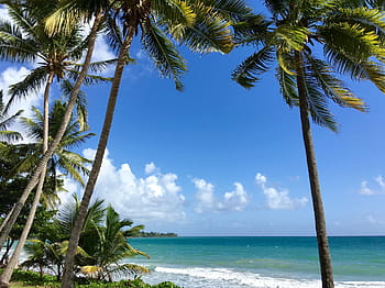 Martinique, kokosový ořech, stromy, karibský, kokosové palmy, slunce, Dovolená, oceán, Karibské moře, palma, moře