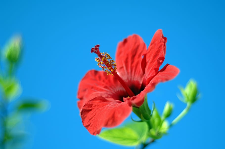 fiore, natura, pianta, estate