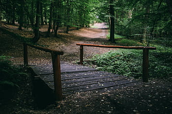 berjalan, hutan, hijau, rumput, daun, pohon, taman, di luar rumah, tamasya, jalan setapak, alam