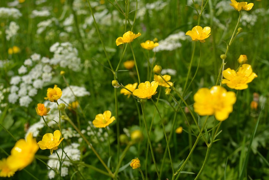 prato, prato fiorito, fiori, caltha palustris, giallo, natura, ranuncolo