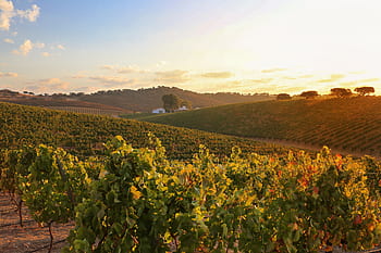 reguengos, alentejo, Portugalsko, vína, monsaraz, Příroda, cestovní ruch, hrozny, serras, krajina, vinařství