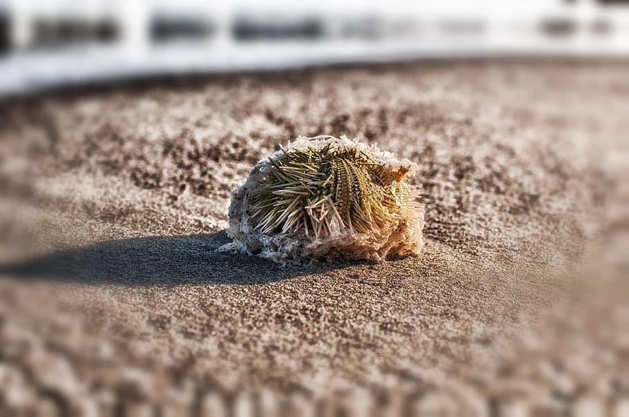 Sea Urchin, Sea Life, Beach, Sand, beach, sand, urchin sponge, beautiful, close-up, summer, nature, sea