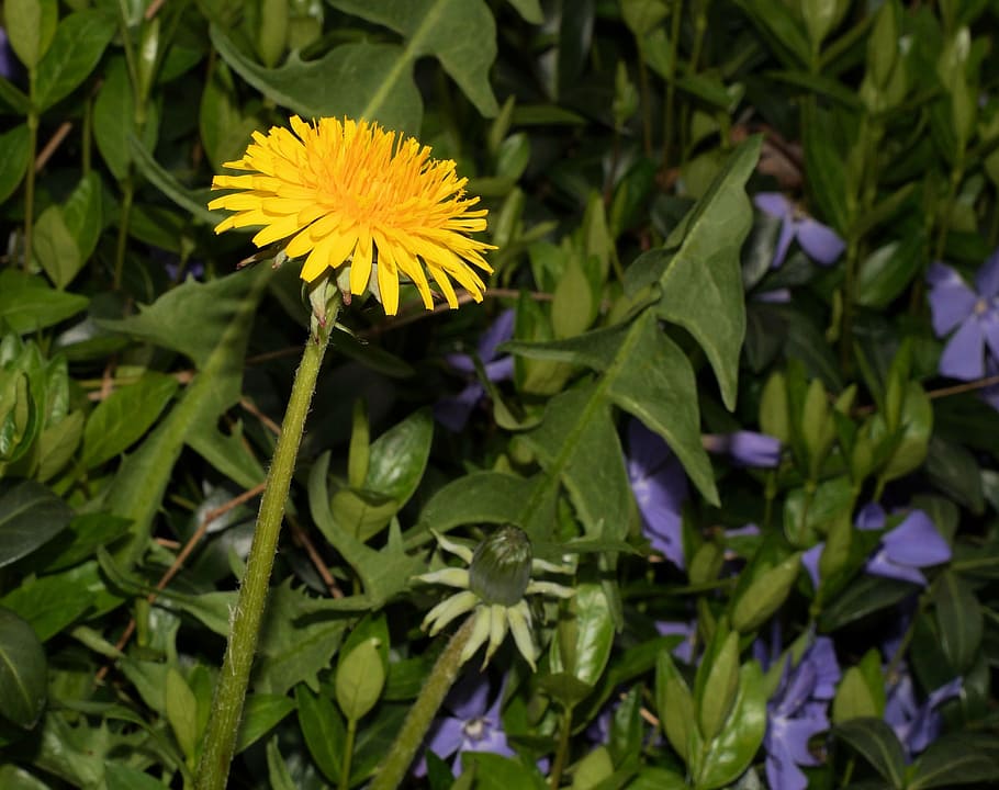 dandelion, taraxacum sect, ruderalia, common dandelion, garden, weed, fodder plant