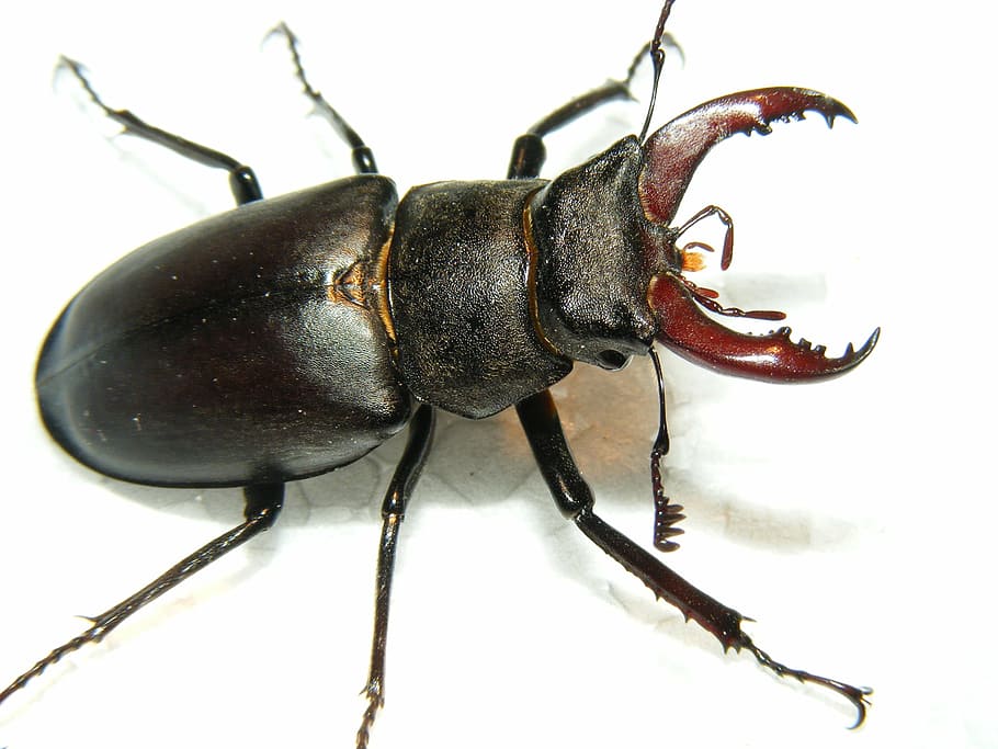 animals wildlife, insects, stag, beetle, lucanus, cervus, gallery