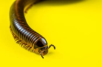 členovců, stonožky, obří tausendfüßer, obří stonožky, myriapoda, arthropoda, červ
