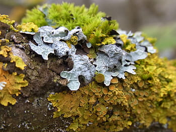 Moss, Plant, Bark, Tree, green, nature, fungus, close-up, lichen, macro, forest