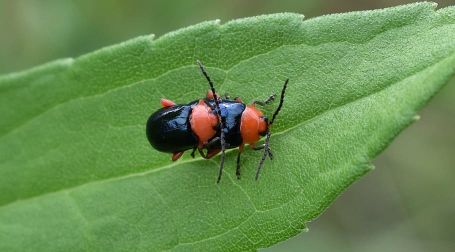 shiny flea beetle, beetle, beetles, bug, insects, flying insect, winged insect, close up, nature, piggy back, leaf