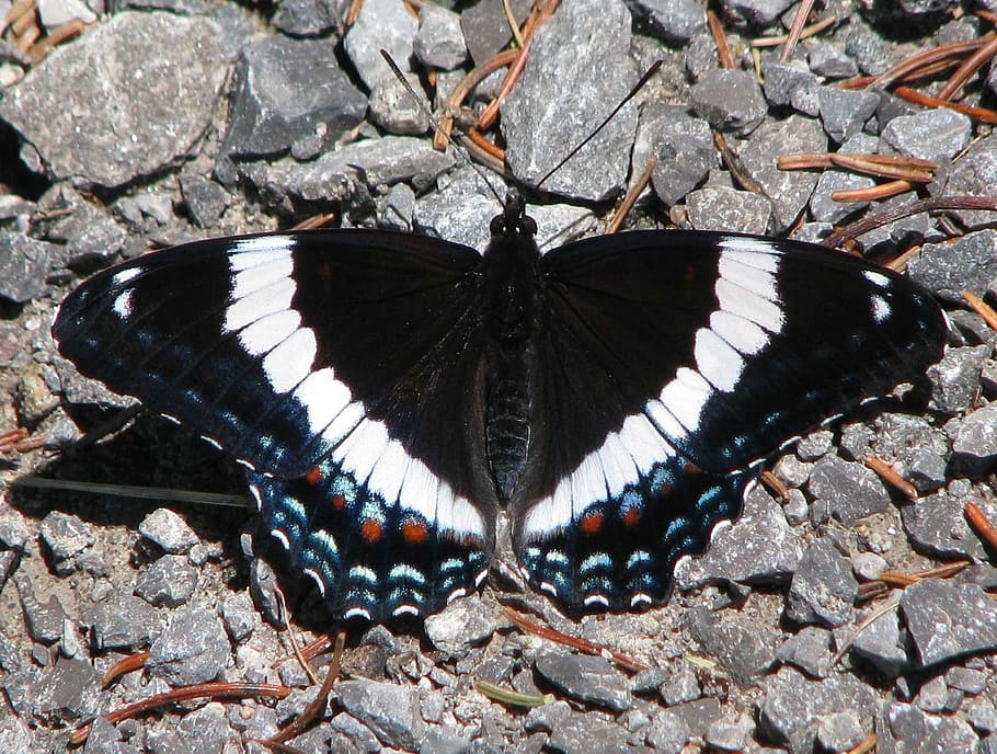 American White Admiral, limenitis arthemis, butterfly, close-up, moneymore, ontario, canada, one animal, animal wildlife, rock - object, outdoors