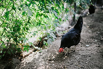 granja, Animales, gallina, pollo, perrera, gallinero, aldea, rural, pájaro, animal, naturaleza