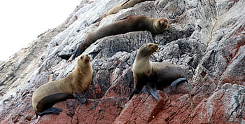 ostrovy ballestas, paracas, národní rezervu, lachtani, Peru, costa, moře, skály, ostrov