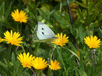 pieris rapae, blanquita zelí, motýl, květiny, margaritas, libar, Příroda, hmyz, motýl - hmyz, květ, letní