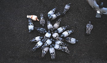 flock, pigeon gathering, grey, soil, low, angle, photography, columba, livia, pigeon, birds