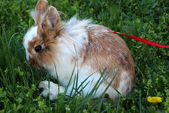 rabbit, lion's animal, fluffy rabbit, grassy field, red leash, outdoor scene, cute rabbit, pet rabbit, nature setting, small animal, brown and white rabbit