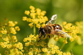 ape, primavera, fiore, natura, all'aperto, biologico, naturale, Ali, giardino, fioritura, botanica