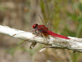 vážka, červená vážka, erythraea crocothemis, třtina, rybník, sagnador scarlet, detail