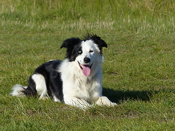 hund, border Collie, collie, dyr, kæledyr, sort, hvid, fjernadgang, tre farver, hunde, sort hvid