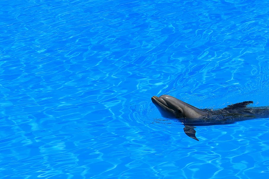 black dolphin, delfin, water, pool, preview, swim, fins, mammal, blue, wet, tenerife