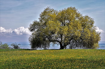 zelená, strom, tělo, voda, Příroda, trávník, krajina, nebe, idylický, venkov, rostlina