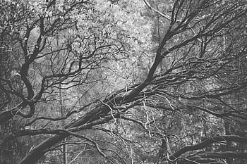 fotografie ve stupních šedi, stromy, ve stupních šedi, fotografie, holý, strom, poboček, les, Černý a bílý, holý strom, zimní