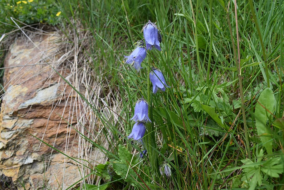 alpine, summer, flora, bloom, blossom, nature, blue, jingle
