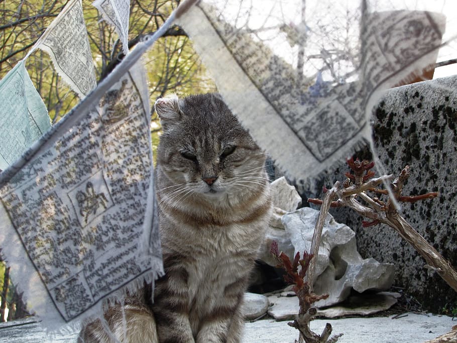 cat, cute, cat eyes, animal, domestic animal, feline, kitten, tabby cat, hair, matou, kitty