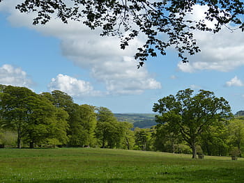 コーンウォール、 イギリス、 公園、 英語、 風景、 森、 空、 草原、 ラッシュ、 春